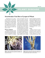 Strawbreaker foot rot or eyespot of wheat