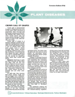 Crown gall of grapes