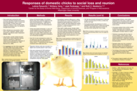 Responses of domestic chicks to social loss and reunion