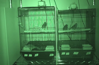 Video 16: Nighttime recording, pine siskins housed as pairs, spring