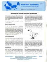 Poultry pointers: Brooding and rearing ducklings and goslings