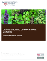 Grains: Growing quinoa in home gardens