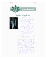 Barley Stripe Rust
