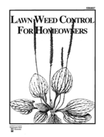 Lawn weed control for homeowners