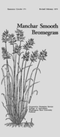 Manchar smooth bromegrass
