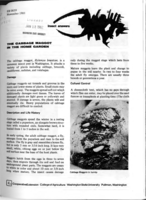 The cabbage maggot in the home garden