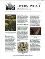 Dyers woad (Isatis tinctoria L.)