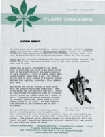 Plant diseases: Corn smut