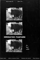 Irrigated pasture for beef cattle
