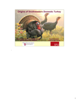 Origins of southwestern domestic turkey