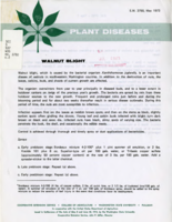 Plant diseases: Walnut blight