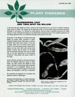 Marssonina leaf and twig spot on willow