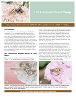 The European paper wasp