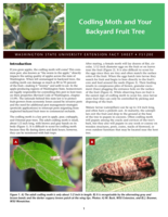 Codling moth and your backyard fruit tree