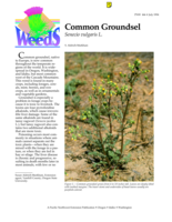 Common Groundsel