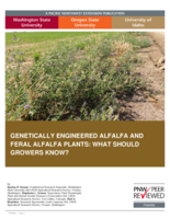 Genetically Engineered Alfalfa and Feral Alfalfa Plants : What Should Growers Know?