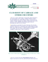 Club Root of Cabbage and Other Crucifers