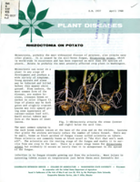 Plant diseases: Rhizoctonia on potato