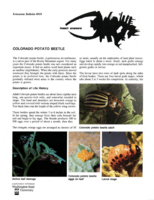 Insect answers: Colorado potato beetle
