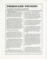 Primocane pruning to increase red raspberry production