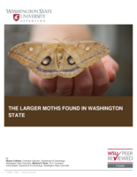 The larger moths found in Washington State