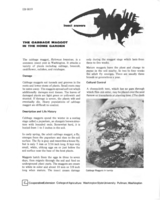 The cabbage maggot in the home garden