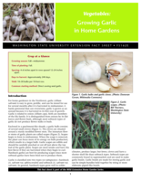 Vegetables: Growing garlic in home gardens