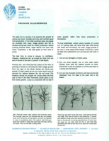Yards and gardens: Pruning blueberries