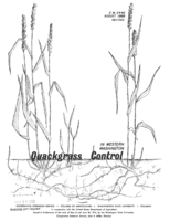 Quackgrass control in western Washington