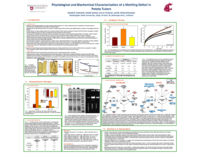 Physiological and biochemical characterization of a mottling defect in potato tubers