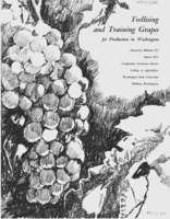 Trellising and training grapes for production in Washington