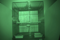 Video 27: Nighttime recording, pine siskins housed individually, winter