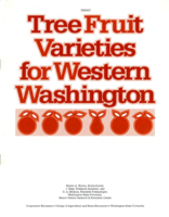Tree fruit varieties for western Washington