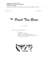 The peach tree barer