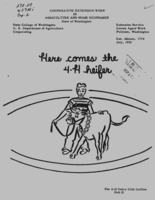 Here comes the 4-H heifer