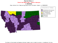 Reported status of cereal leaf beetle (Clb), Oulema melanopus, in Montana