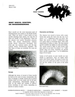 Root weevil control on rhododendrons
