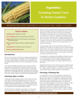 Vegetables: Growing sweet corn in home gardens