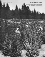 If you want to start a Christmas tree plantation in western Washington