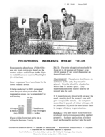 Phosphorus increases wheat yields