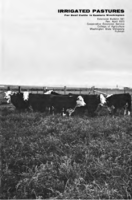 Irrigated pastures for beef cattle in eastern Washington