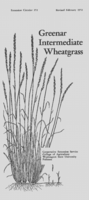 Greenar intermediate wheatgrass