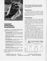 Cougar Kentucky bluegrass