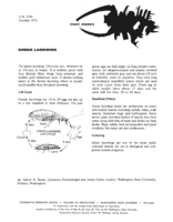 Insect answers: Green Lacewing