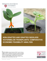 Non-grafted and grafted seedless watermelon transplants : comparative economic feasibility analysis