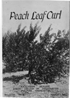 Peach leaf curl