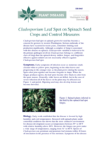 Cladosporium Leaf Spot on Spinach Seed Crops