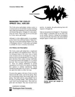 Insects answers: managing the Cooley spruce gall adelgid
