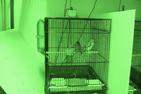 Video 29: Daytime recording, pine siskins housed as pairs, winter