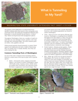 What is Tunneling in My Yard?